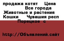 продажа котят  › Цена ­ 15 000 - Все города Животные и растения » Кошки   . Чувашия респ.,Порецкое. с.